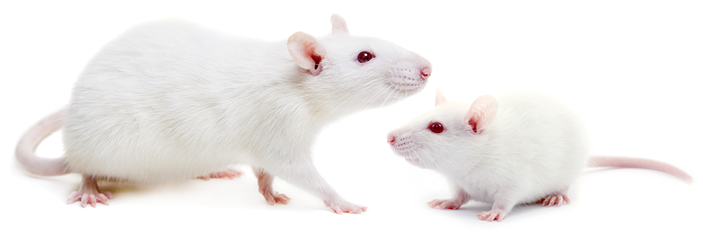 Laboratory mice and rat